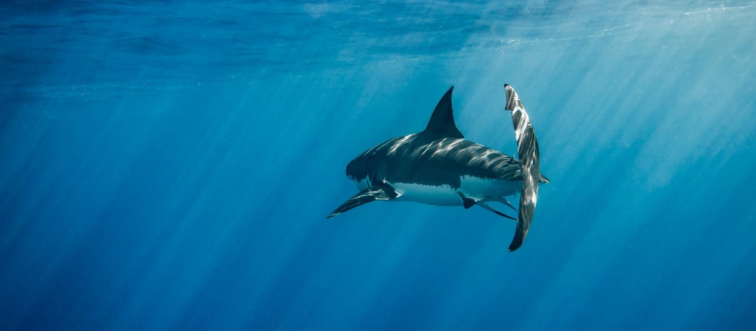 Mexico Enacts Long-Awaited Protections for Threatened Atlantic Sharks